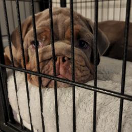 Bulldog Puppies from Velvet-Line-Bulldogs