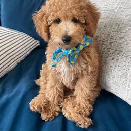 Poodle Puppies from Bruno & Co. Puppies