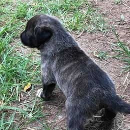 Anatolian Shepherd Dog All Grown Up from Schmahl Family Farms