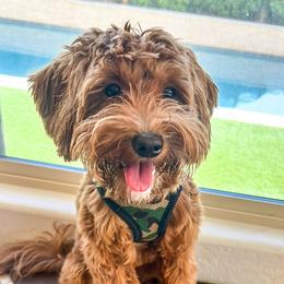 Fitz - Goldendoodle