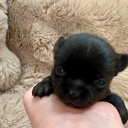 Dancer AKC 4100.00 - Black and white female Chihuahua puppy in Northern, Colorado from Wild Mountain Chihuahuas