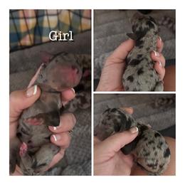 Nellie - Blue merle female Bernedoodle puppy in Rising Sun, Indiana from Ruby Lane Doodles
