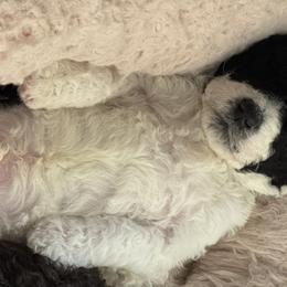 Labradoodles from Martin Family Doodle