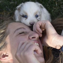 Australian Shepherd Puppies from 10-BAR-Y RANCH