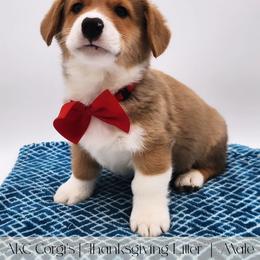 Cranberry - Red male Pembroke Welsh Corgi puppy in Pine Village, Indiana from NL Horsemanship