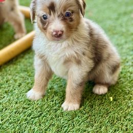 Merle female 1 - Red merle female Miniature Australian Shepherd puppy in Lemon Cove, California from Magic Ranch Mini Aussies
