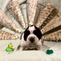 Green boy - White and black male English Springer Spaniel puppy in Cleburne, Texas from Powers English Springer Spaniels
