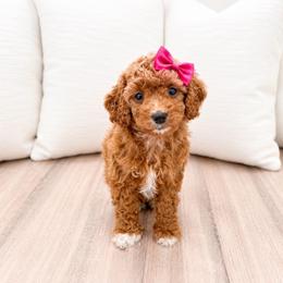 Winnie - Red female Cavapoo puppy in Ormond Beach, Florida from Florida Coast Doodles