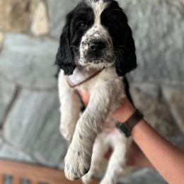 English Springer Spaniel Puppies from Hillsboro Springers