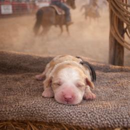 Howdy - Caramel cream male Australian Labradoodle puppy in Millville, California from Hope Lane Kennels