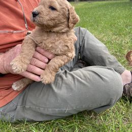 Boy 2 - Goldendoodle puppy in Plantersville, Texas from PA Farm