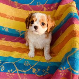 Cavalier King Charles Spaniel Puppies from Fairwyn Farm Cavalier King Charles Spaniels