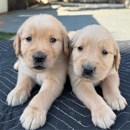 Girl 4 - Golden female Golden Retriever puppy in San Jacinto, California from Golden Retriever Puppy Bliss