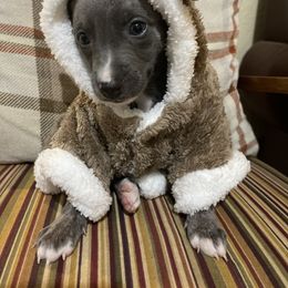 Sincity Chip - Blue brindle male Whippet puppy in Harlingen, Texas from Sincity Dogs Hobby Kennel