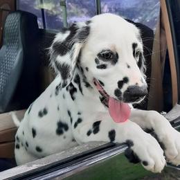 Girl 3 - female Dalmatian puppy in Owosso, Michigan from Dreammaker Dalmatians