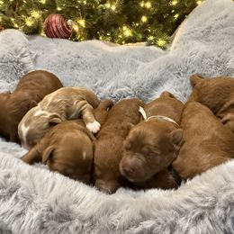 Black - Red  male Goldendoodle puppy in Southampton, Pennsylvania from Pumpkin Patch Doodles