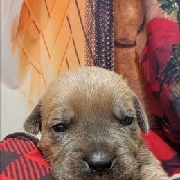 Yellow collar - Fawn female Cane Corso puppy in Franktown, Colorado from Earth and Ship Cane Corso