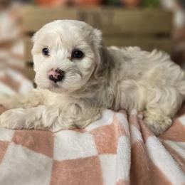 Oscar - White male Havanese puppy in Trinity, Alabama from Tooties Cuties Havanese