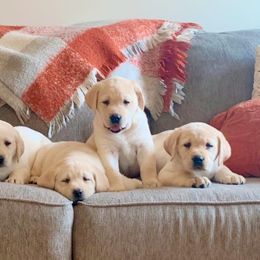 Dilute Retrievers from Hoof-N-Paw Labradors