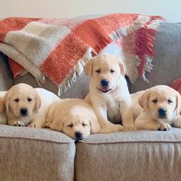 Dilute Retrievers from Hoof-N-Paw Labradors