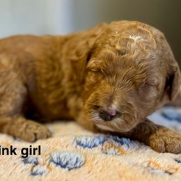 Pink girl - Red  female Goldendoodle puppy in Vian, Oklahoma from Dog Days Doodles