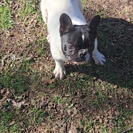 Girl 1 - Tricolors female French Bulldog puppy in Rogers, Arkansas from Freaky Frenchies