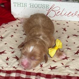 Belle - Red female Cavapoo puppy in South Jordan, Utah from Simply Sweet Paws. LLC
