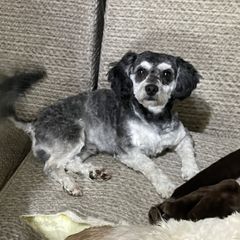 Gus - Shichon