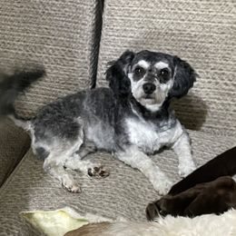 Gus - Shichon