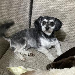 Gus - Shichon