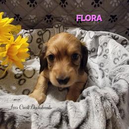 Flora - Red female Dachshund puppy in Leesburg, Ohio from Lees Creek Dachshunds