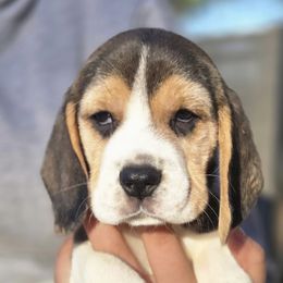 Girl 1 - Black tan and white female Beagle puppy in Napavine, Washington from StormyDaze Labradors & Beagles