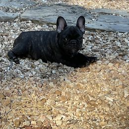 French Bulldog Puppies from Ruchi French Bulldogs