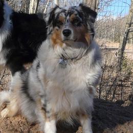 Mauri - Australian Shepherd