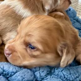 Dante - Chocolate male Dachshund puppy in Visalia, California from DachGraston Dachshunds