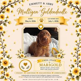 6. MARIGOLD - YELLOW COLLAR GIRL - Red  female Goldendoodle puppy in Charlo, Montana from Heavenly Hilltop Farm