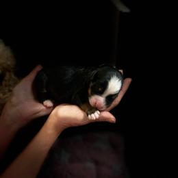 Dogwood - Tri-color male Bernedoodle puppy in Irmo, South Carolina from Palmetto Bernedoodles Boutique