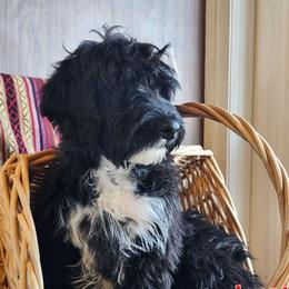 Milo - Black and white male Portuguese Water Dog puppy in Narvon, Pennsylvania from Prized Family Porties