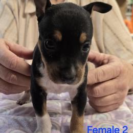 2 - Black tan and white female Rat Terrier puppy in Divide, Colorado from Outlaw Farm and Kennel