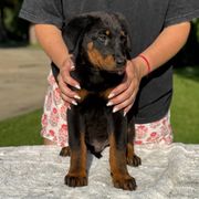 Elvis Presley (Dark Green Collar) - Boy - Black and tan male Beauceron puppy in Bakersfield, California from Von Zirbes Hundehutte