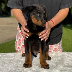 Elvis Presley (Dark Green Collar) - Boy - Black and tan male Beauceron puppy in Bakersfield, California from Von Zirbes Hundehutte