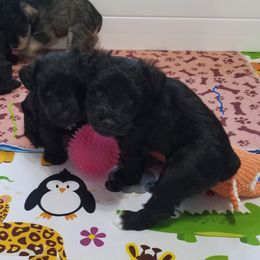 Black male - Black male Miniature Schnauzer puppy in Kannapolis, North Carolina from Schnauzer Affinity