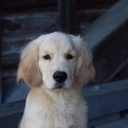 Golden Retriever Puppies from Riverstone Goldens