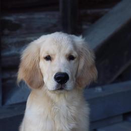 Golden Retriever Puppies from Riverstone Goldens