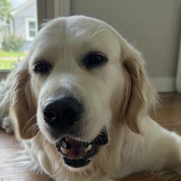 Golden Retrievers from Blair Family Goldens