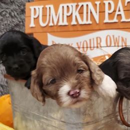 Cockapoos from Spring Hollow Poo's