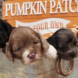 Cockapoos from Spring Hollow Poo's