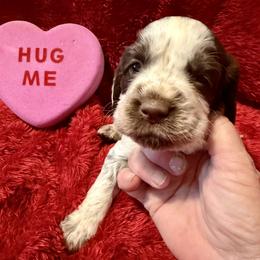 Cayenne - Liver and white male English Springer Spaniel puppy in Madison, Indiana from McCollough's Pawsome Spaniels and Danny's Delightful Dachshunds