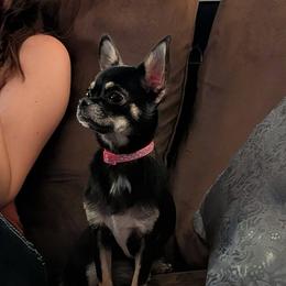 Porsche - Chihuahua