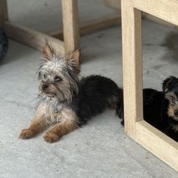 Australian Shepherd, Boerboel, Shorkie, and Yorkshire Terrier Puppies from SATA Kennels